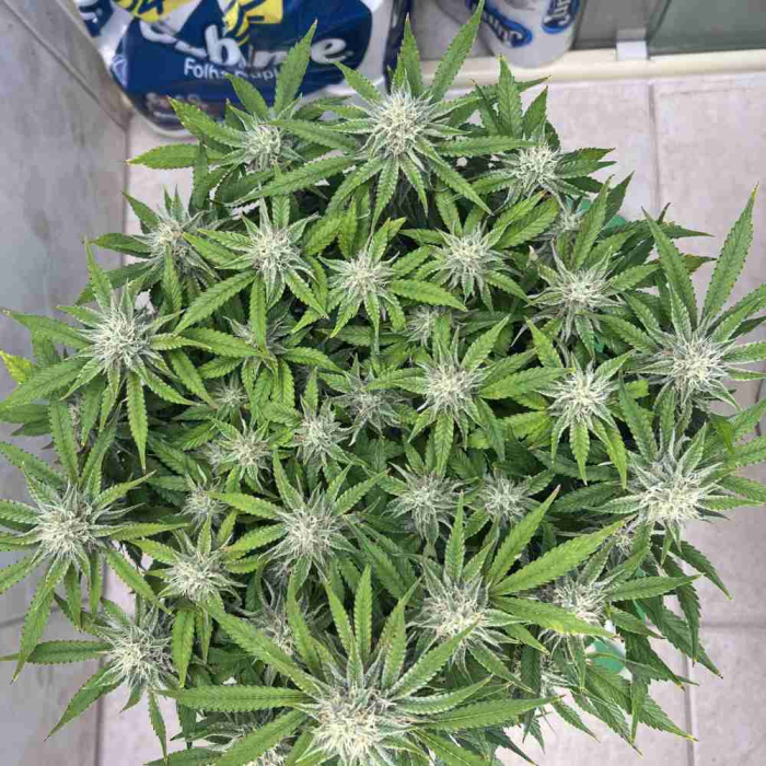 Bruce Banner Auto