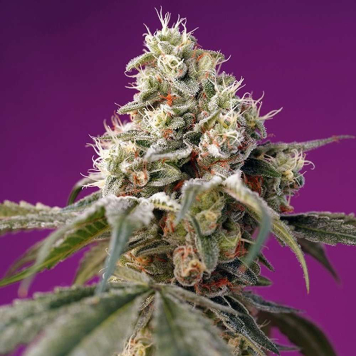 Bruce Banner Auto Bruce Banner Auto