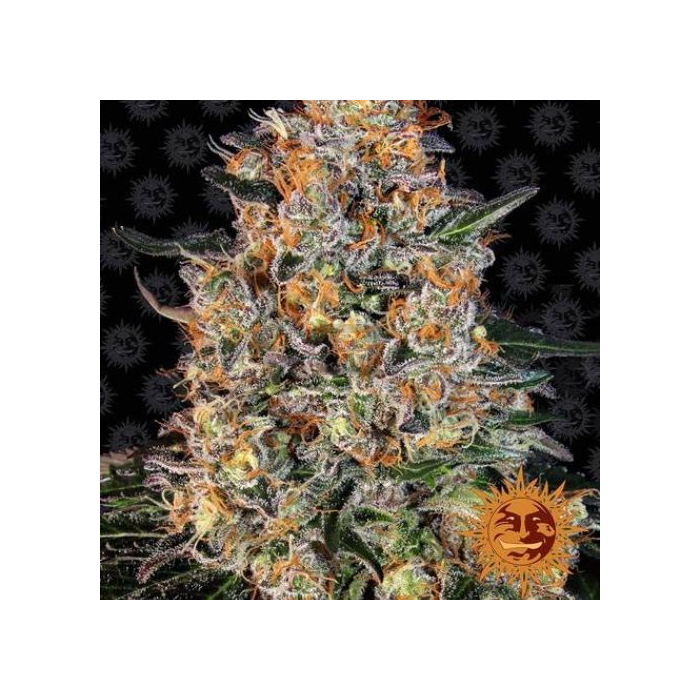 Bubba Kush