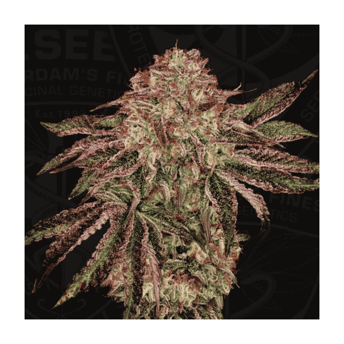 BubbleGummieZ
