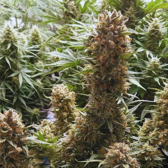 Bubblegum Auto