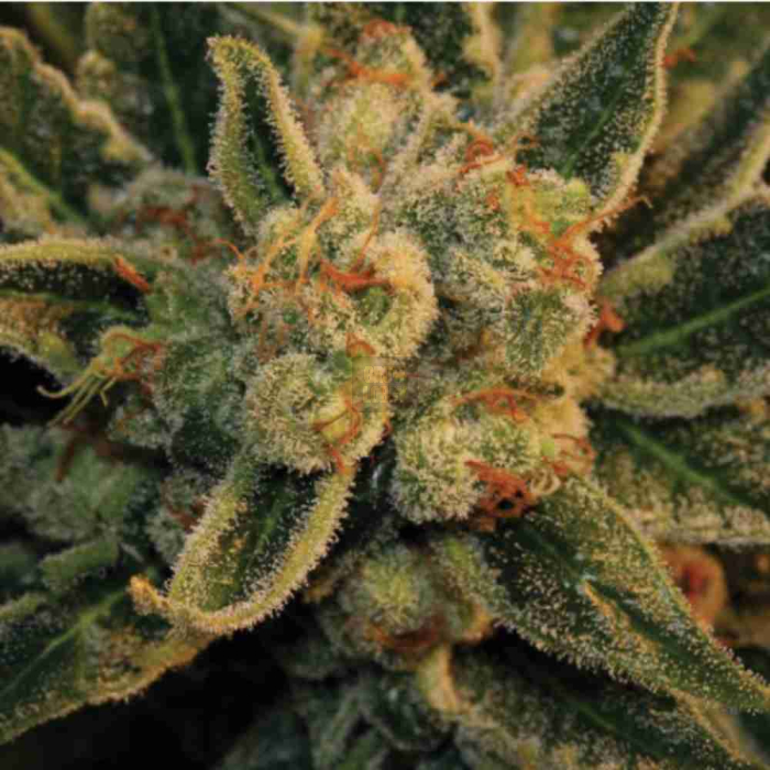 Bubblegum