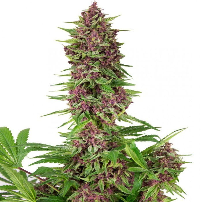 Buddha Purple Kush Buddha Purple Kush