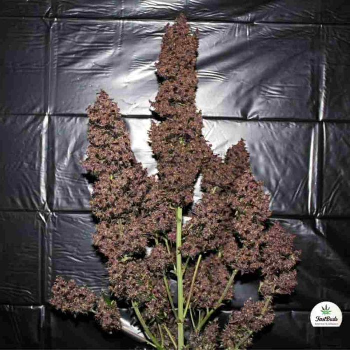 C4 Auto