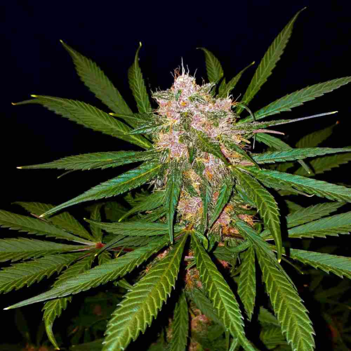 C4 Auto
