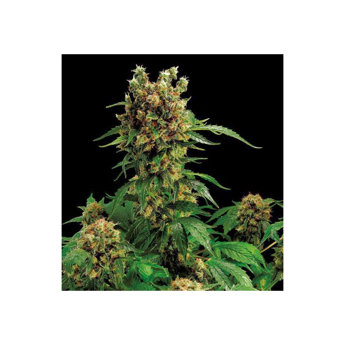 California Hash Plant California Hash Plant