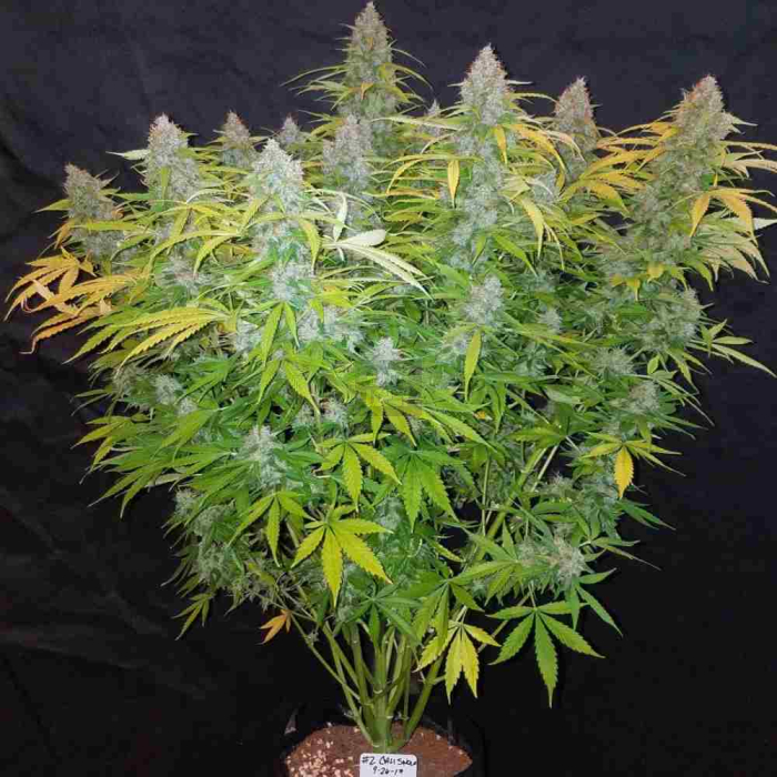Californian Snow Auto