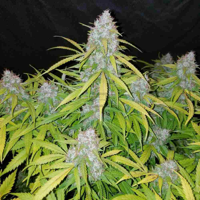 Californian Snow Auto
