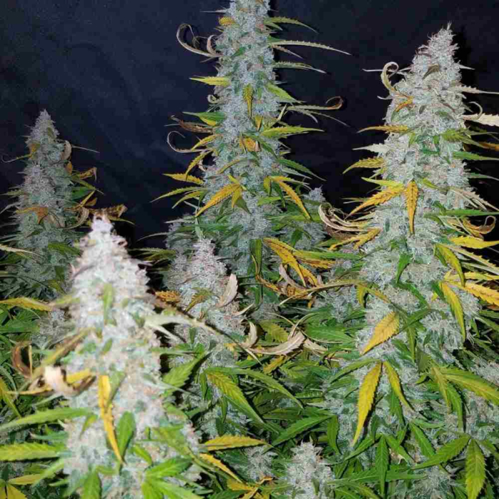 Californian Snow Auto