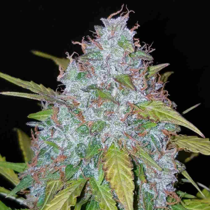Californian Snow Auto
