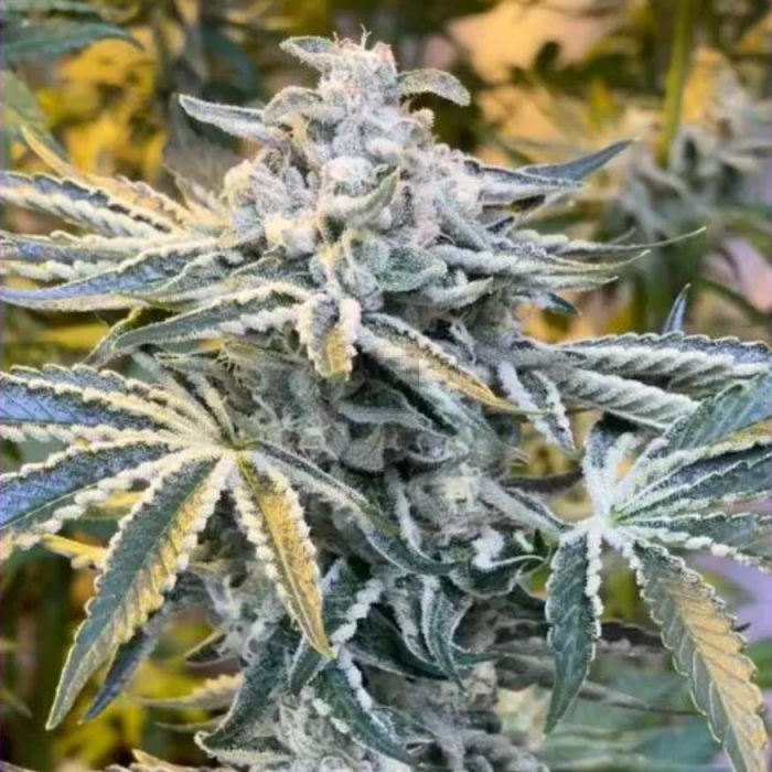 Candy´n Cream