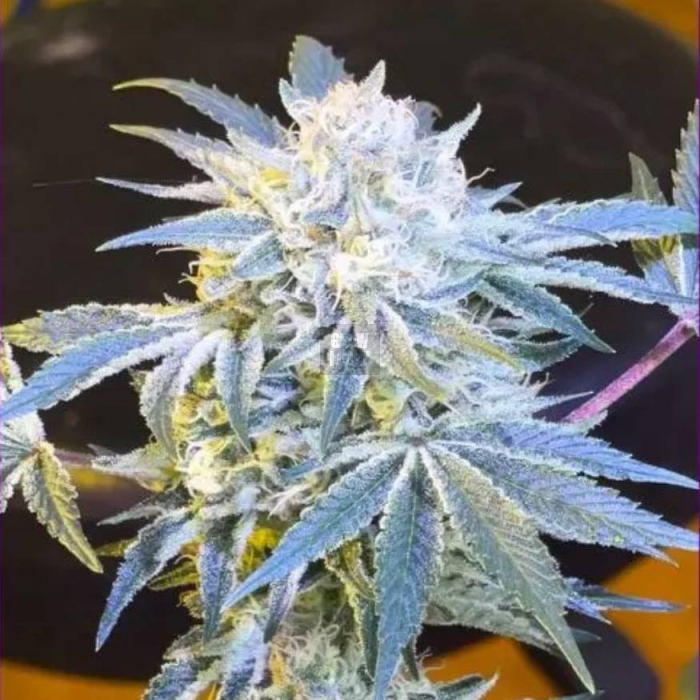 Candy´n Cream