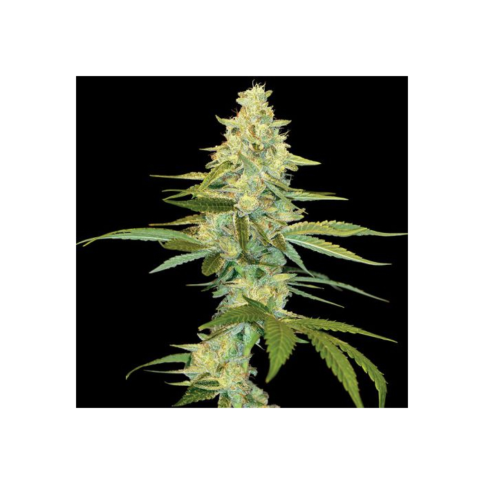 Cannalope Kush Cannalope Kush