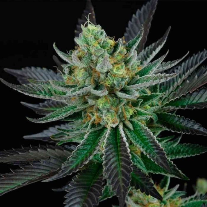 Sunset Sherbert x Peach Ozz