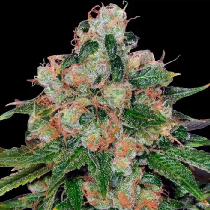 CBD Caramel Regular