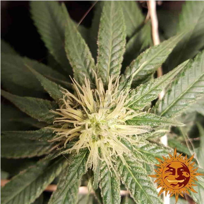 CBD Critical Cure