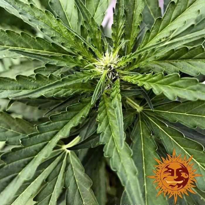 CBD Lemon Potion Auto CBD Lemon Potion Auto