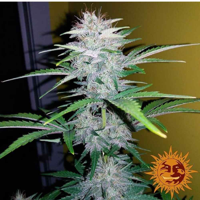 CBD Lemon Potion Auto CBD Lemon Potion Auto