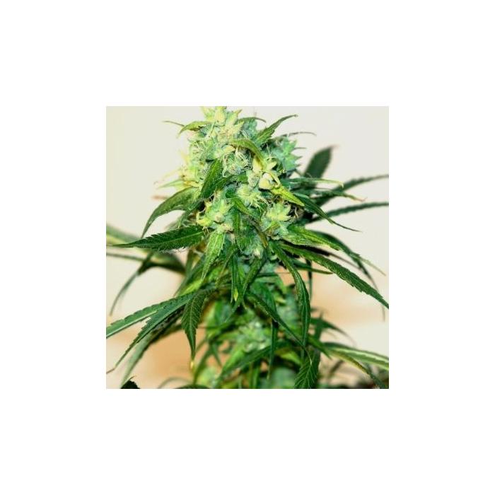 Humboldt ERSB