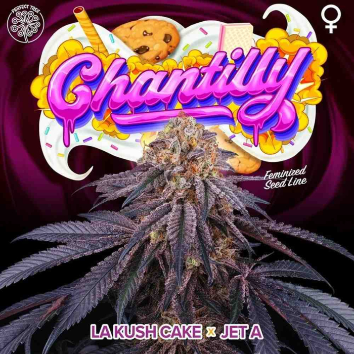 Chantilly (LA Kush Cake x Jet A) Chantilly (LA Kush Cake x Jet A)