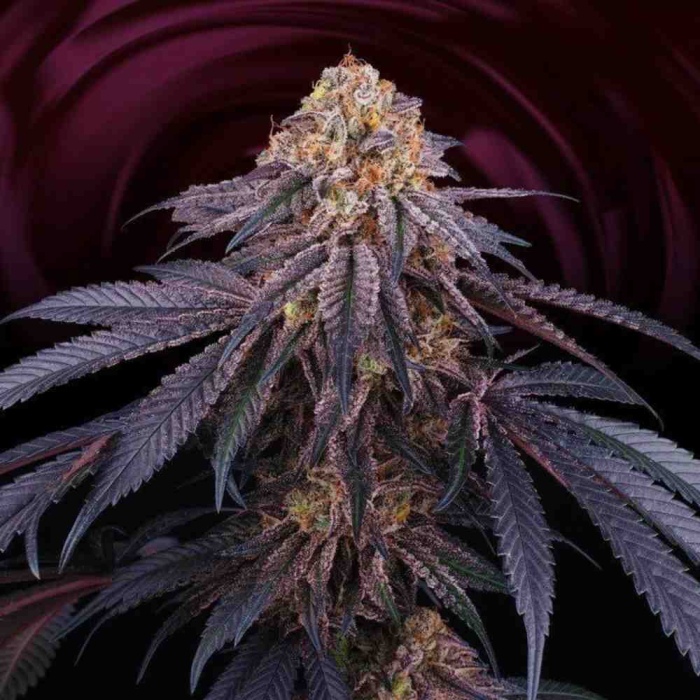 Chantilly (LA Kush Cake x Jet A)