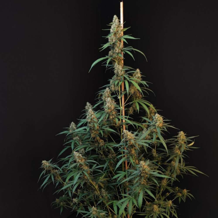 Cheese Auto