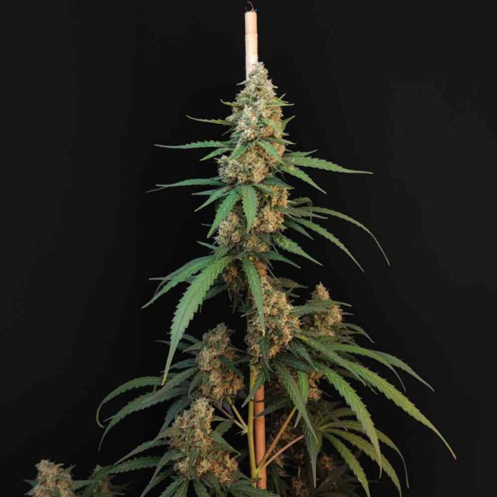 Cheese Auto