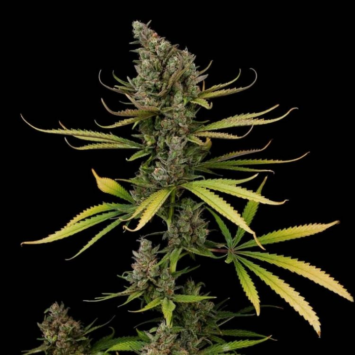Auto Cheese
