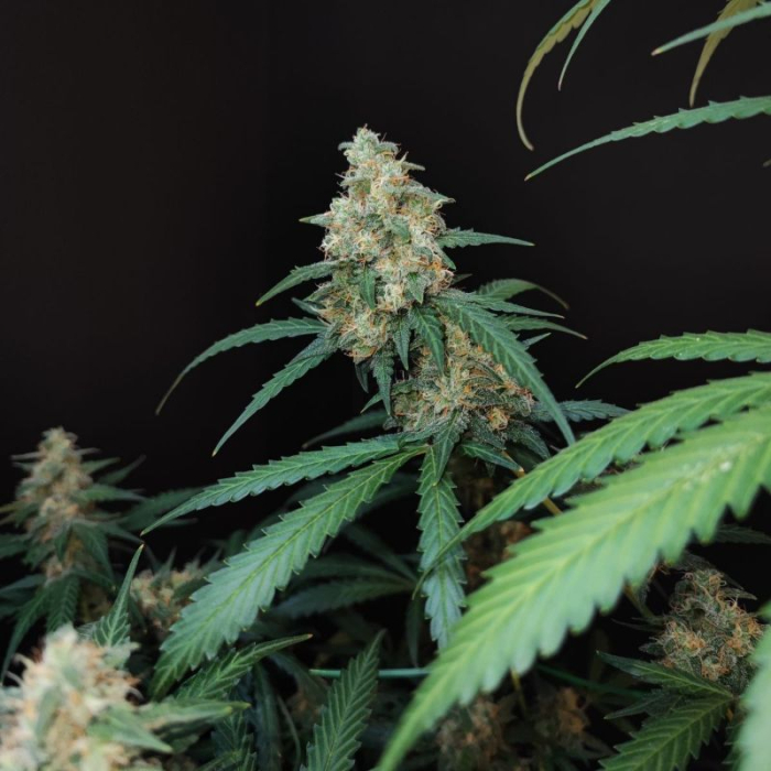 Cheese Auto Cheese Auto