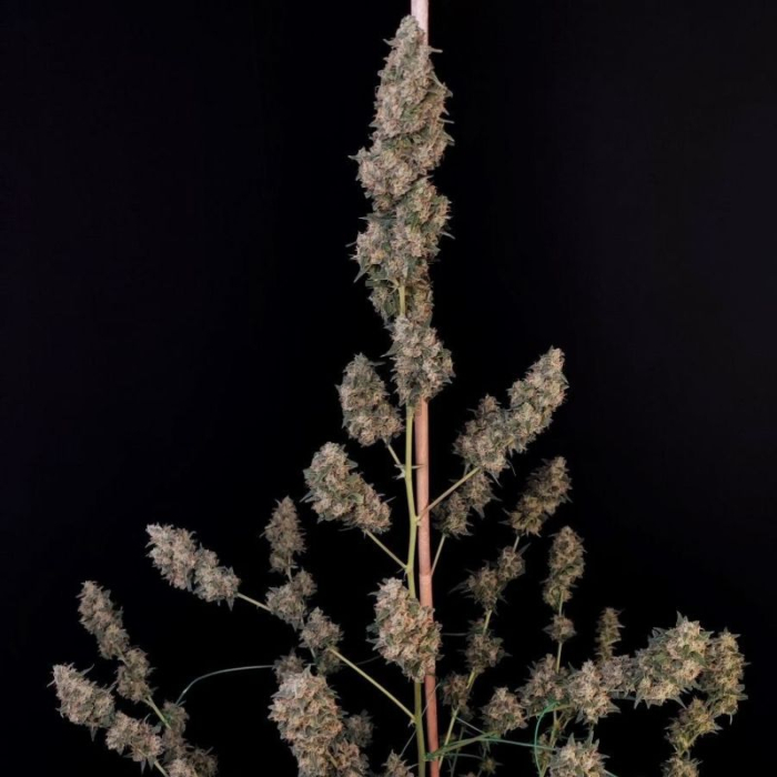 Cheese Auto