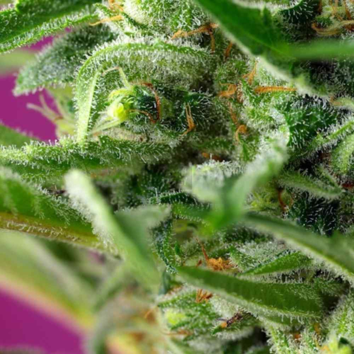 Chem Beyond Diesel CBD