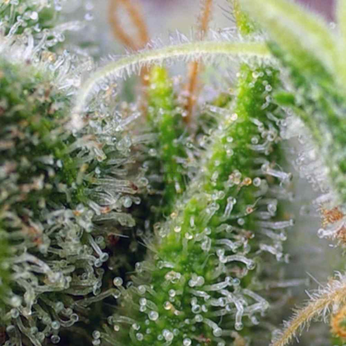 Chem Beyond Diesel CBD