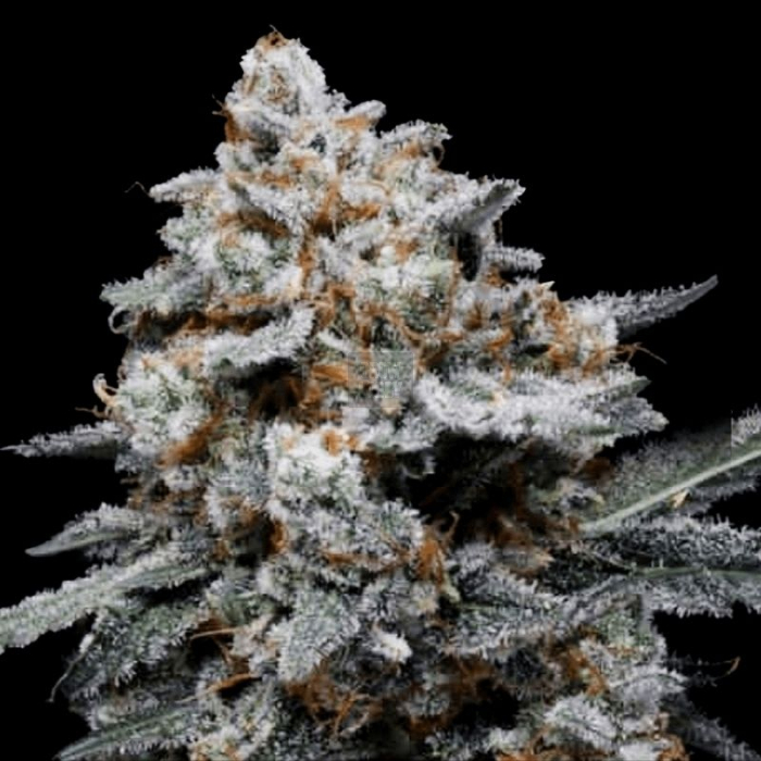 CheMACal Romance Auto