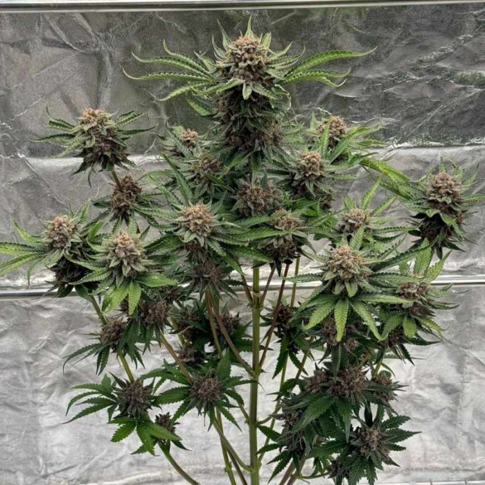 Cherry Cola Auto RF3