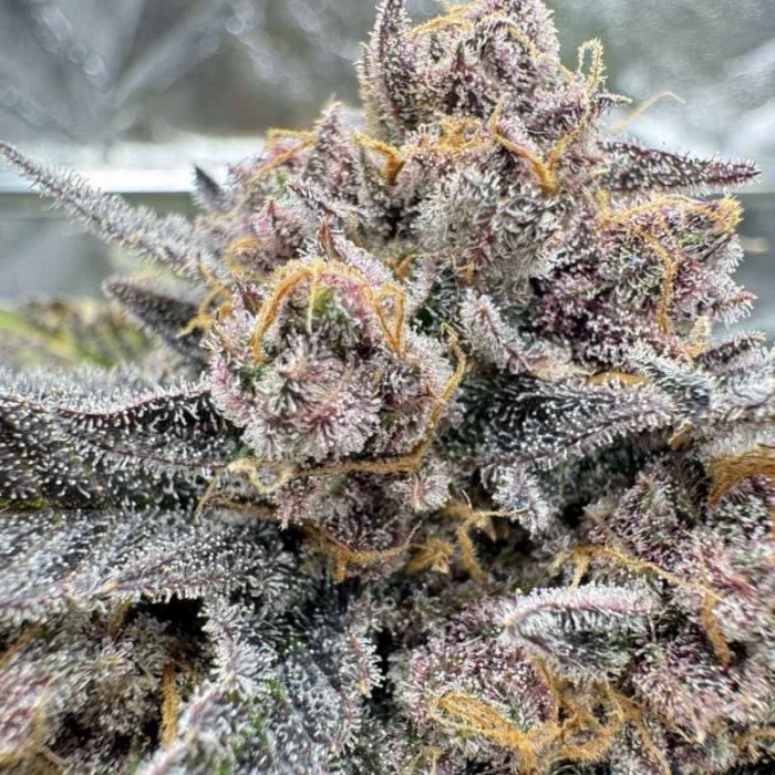 Cherry Cola Auto RF3