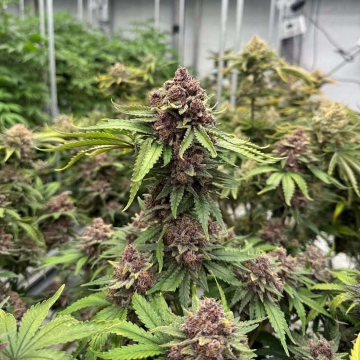 Cherry Cola Auto RF3