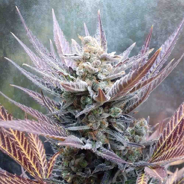 Cherry Cookies