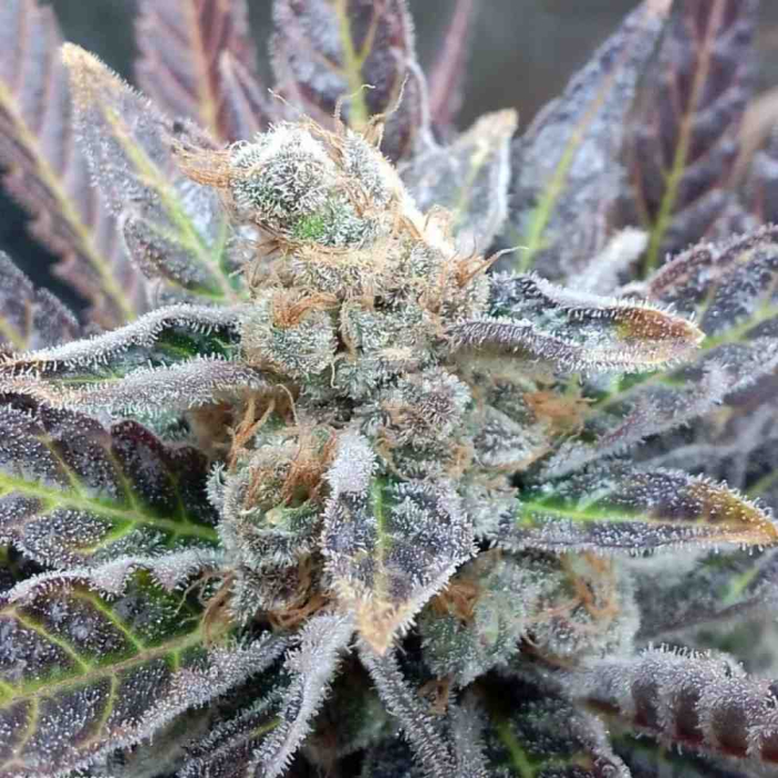 Cherry Cookies