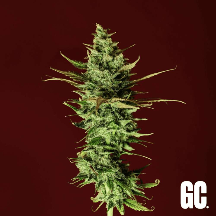 Cherry Cookies Cherry Cookies