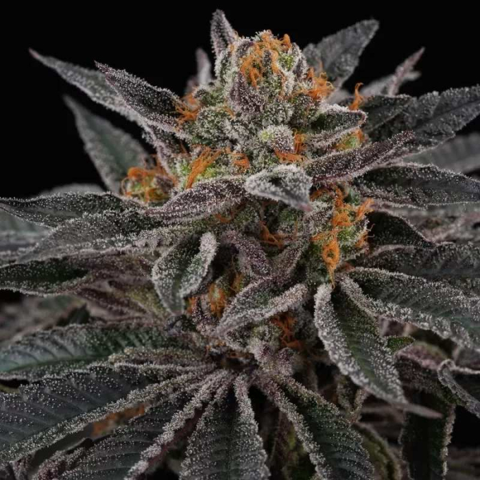 Cherry Crisp (La Kush Cake x Cherrytini)