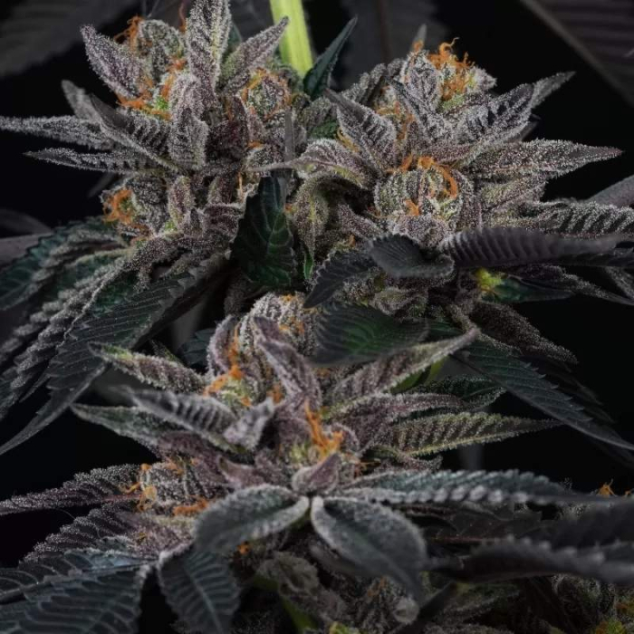 Cherry Crisp (La Kush Cake x Cherrytini)