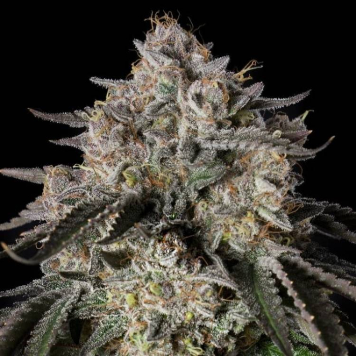 Cherry Essence Cherry Essence