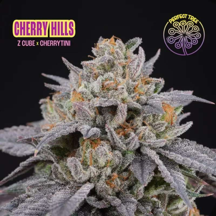 Cherry Hills (Z Cube x Cherrytini) Cherry Hills (Z Cube x Cherrytini)