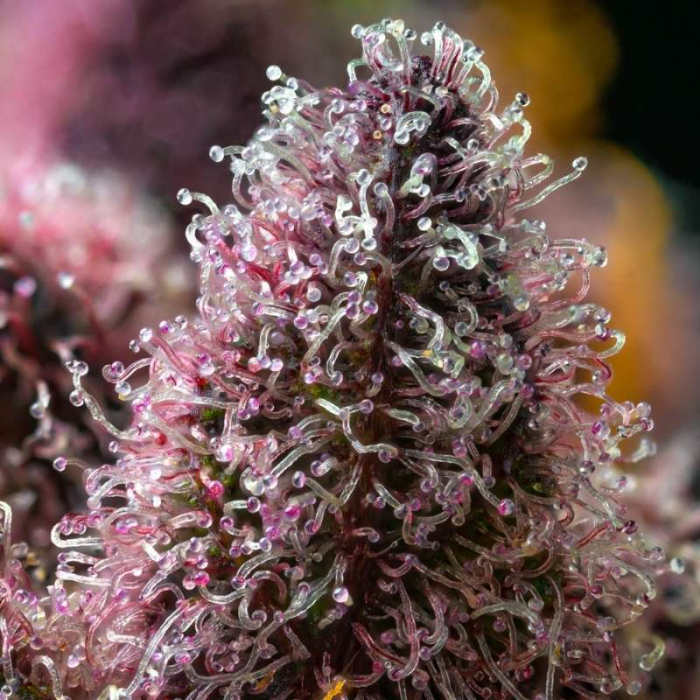 Cherry Poppers