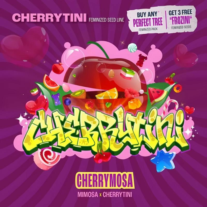Cherrymosa (Mimosa x Cherrytini)