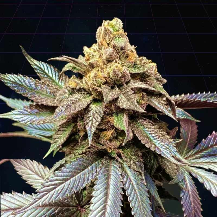Cherrytini (Cherry Noir x Jet A)