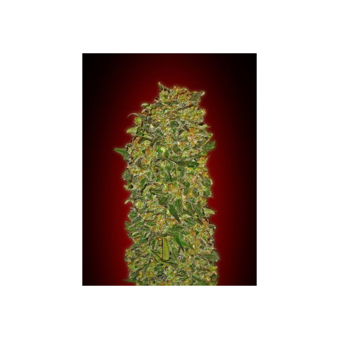 Chocolate Kush Chocolate Kush