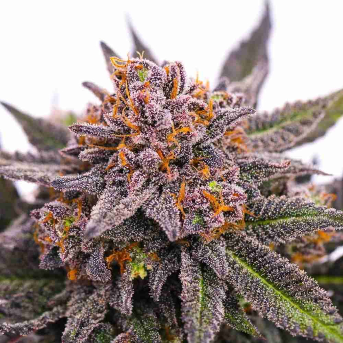 Chocolate Mint