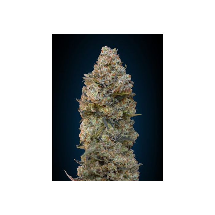 Chocolate Skunk Chocolate Skunk