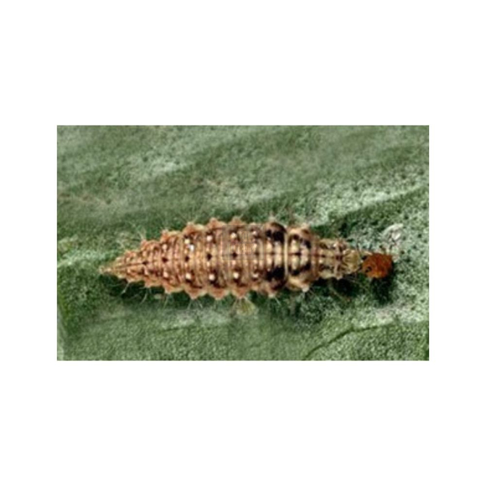 CHRYSOcontrol 1.000 (Chrysoperla Carnea)